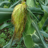 特別栽培 ほしつぶコーン10本(送料無料)