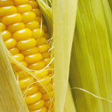 特別栽培 ほしつぶコーン10本(送料無料)