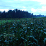 特別栽培 ほしつぶコーン10本(送料無料)