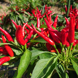 【徳用】だし入り魚沼南蛮(50g)